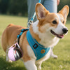 Portable Dog Water Bottle – Leakproof Travel Pet Dispenser🐶💧